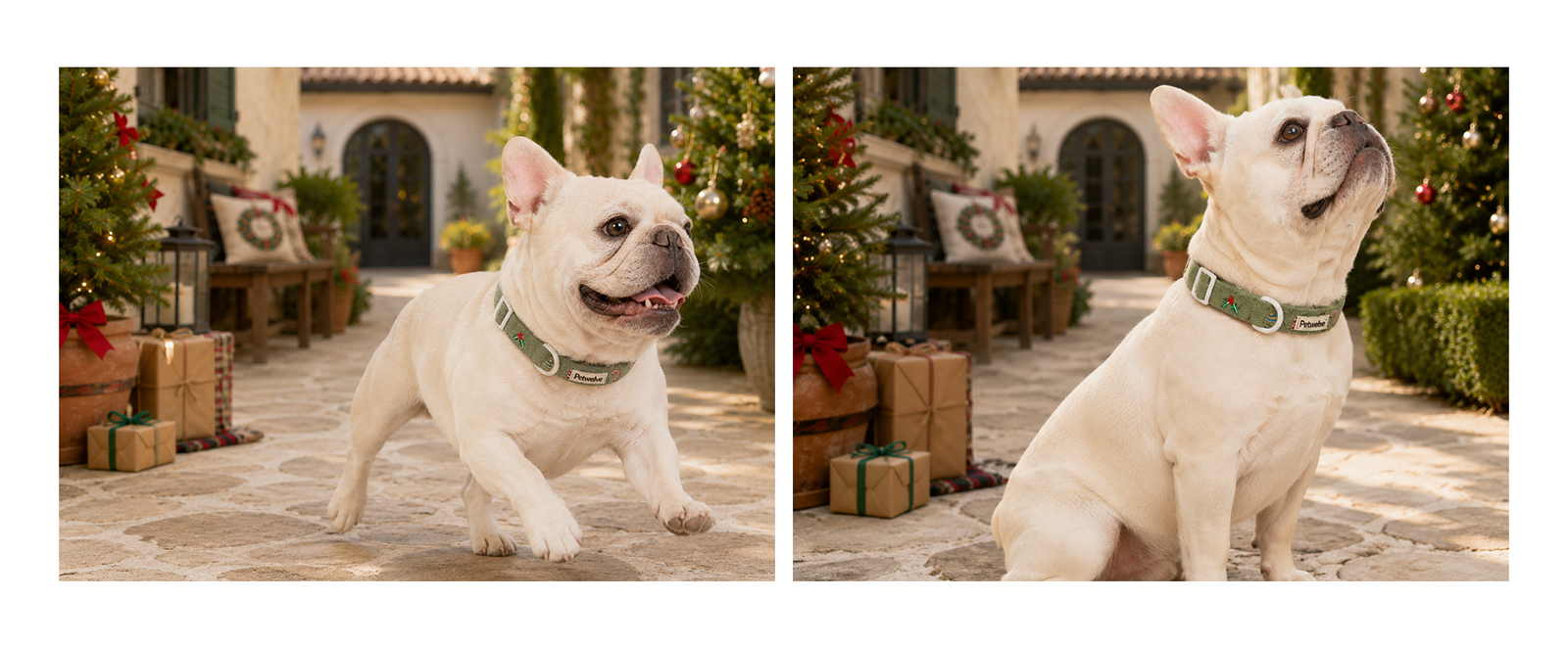Cream French Bulldog running and sitting in sunny stone courtyard wearing Petwelve green corduroy Christmas collar with holly and candy cane embroidery, decorated Christmas trees and wrapped gifts nearby