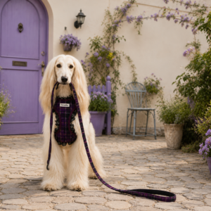 Cream Afghan Hound sitting on cobblestone patio wearing Petwelve purple plaid harness trimmed with black lace, holding matching purple plaid leash in mouth, Mediterranean house with purple door