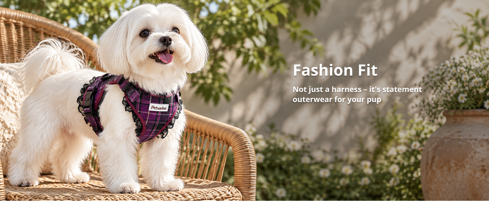 Maltese dog in the purple tartan lace harness sitting on a rattan chair in a sunlit garden
