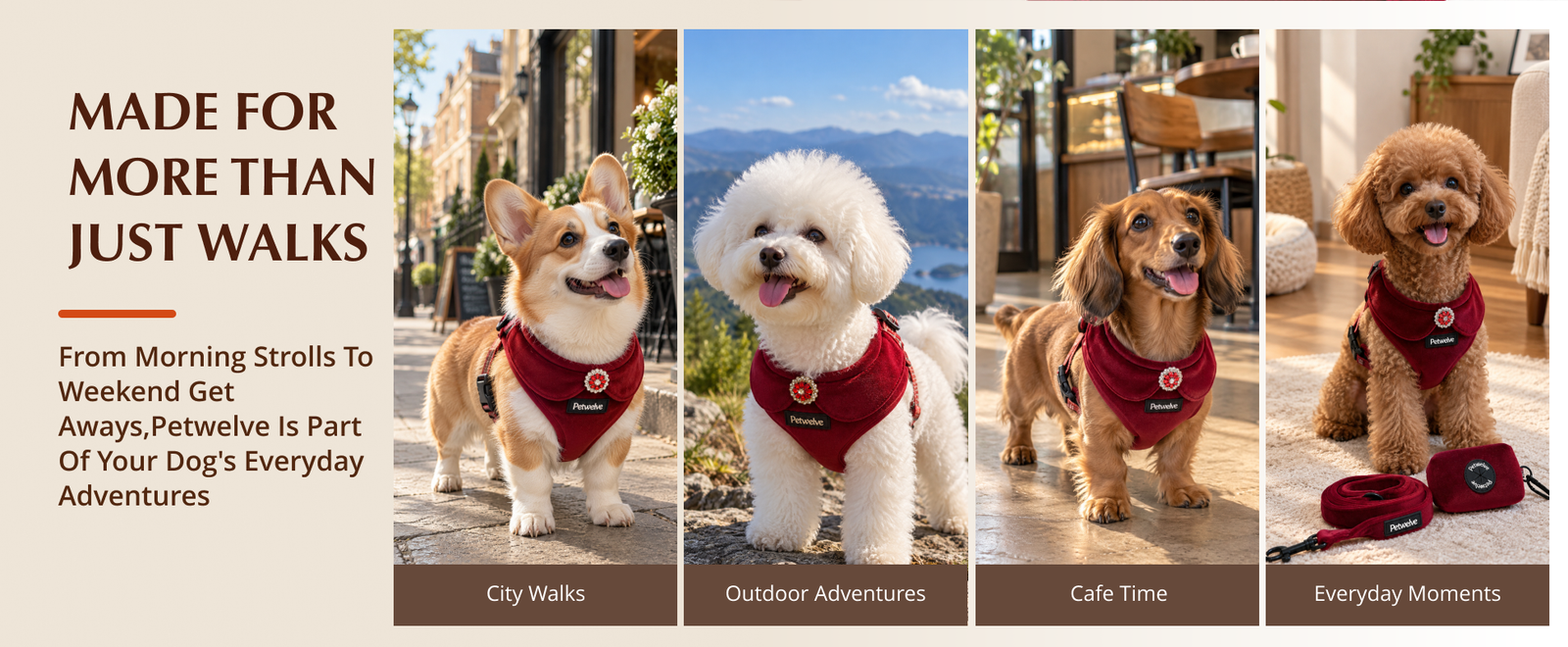 Four dogs in burgundy harnesses: corgi on a city street, bichon on a mountain, dachshund in a cafe, poodle at home