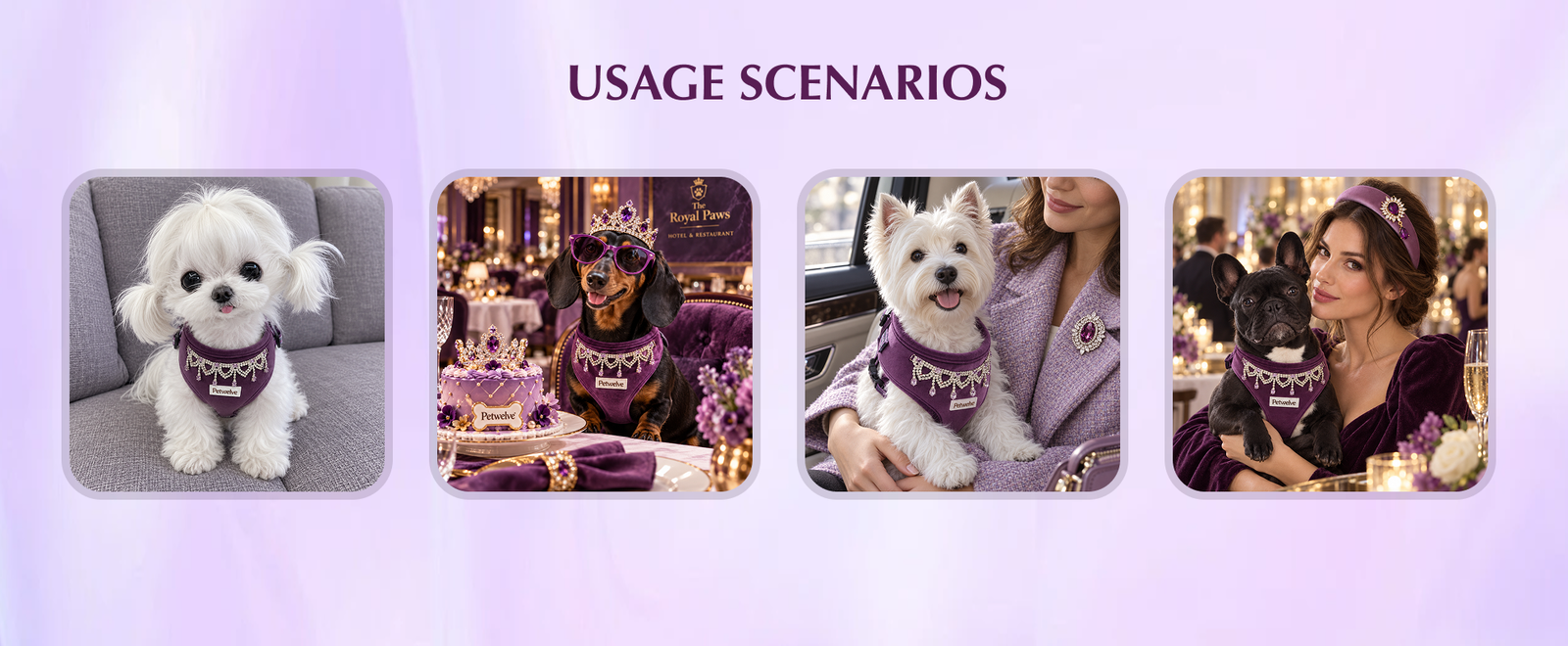 Maltese, dachshund, Westie and French bulldog wearing the velvet harness on sofa, at a party and at an evening event
