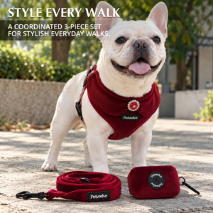 French bulldog in the burgundy velvet set on a sunny path, with the coiled leash and poop bag holder laid in front